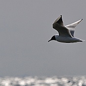 Black-headed Gull  "Larus ridbundus"